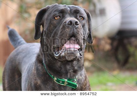 Cane Corso Mastif włoski