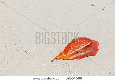 Sea Almond Leaf On Beach