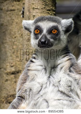 Ring-tailed Lemur (lemur Catta)