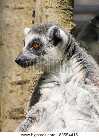 Ring-tailed Lemur (lemur Catta)