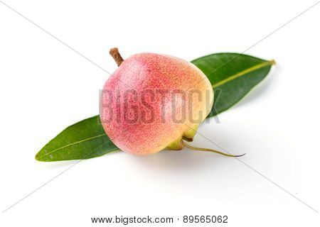 Syzygium Jambos Rose Apple