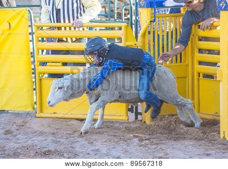 Mutton Busting