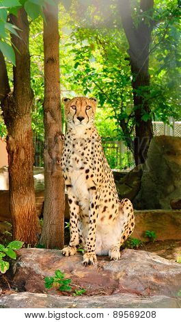 Wild cat sitting