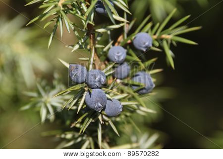 Juniper berries (Juniperus communis)