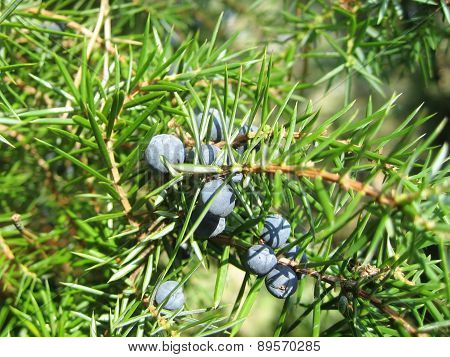 Juniper berries (Juniperus communis)