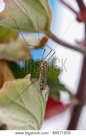 Asian Mosquito in garden.