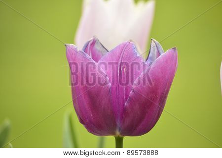 tulip violet
