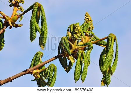 Buds And Young Leaves Of Chestnutt (lat. Castanea)