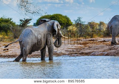 Elephant Throwing Dirt