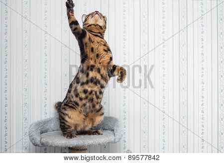 Bengal cat ready to pounce