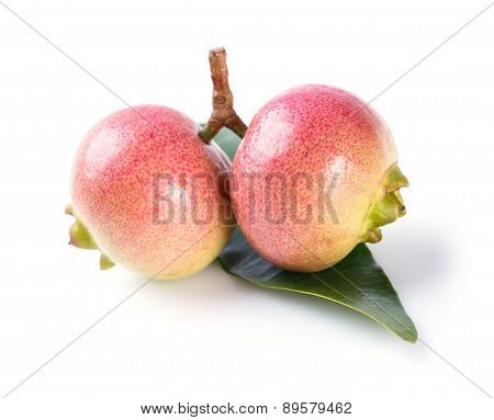 Syzygium Jambos Rose Apple
