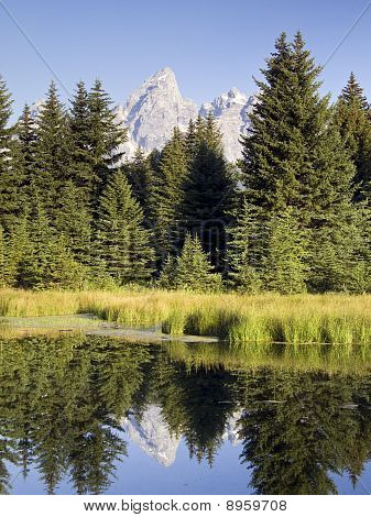 Tetons and Trees Reflected