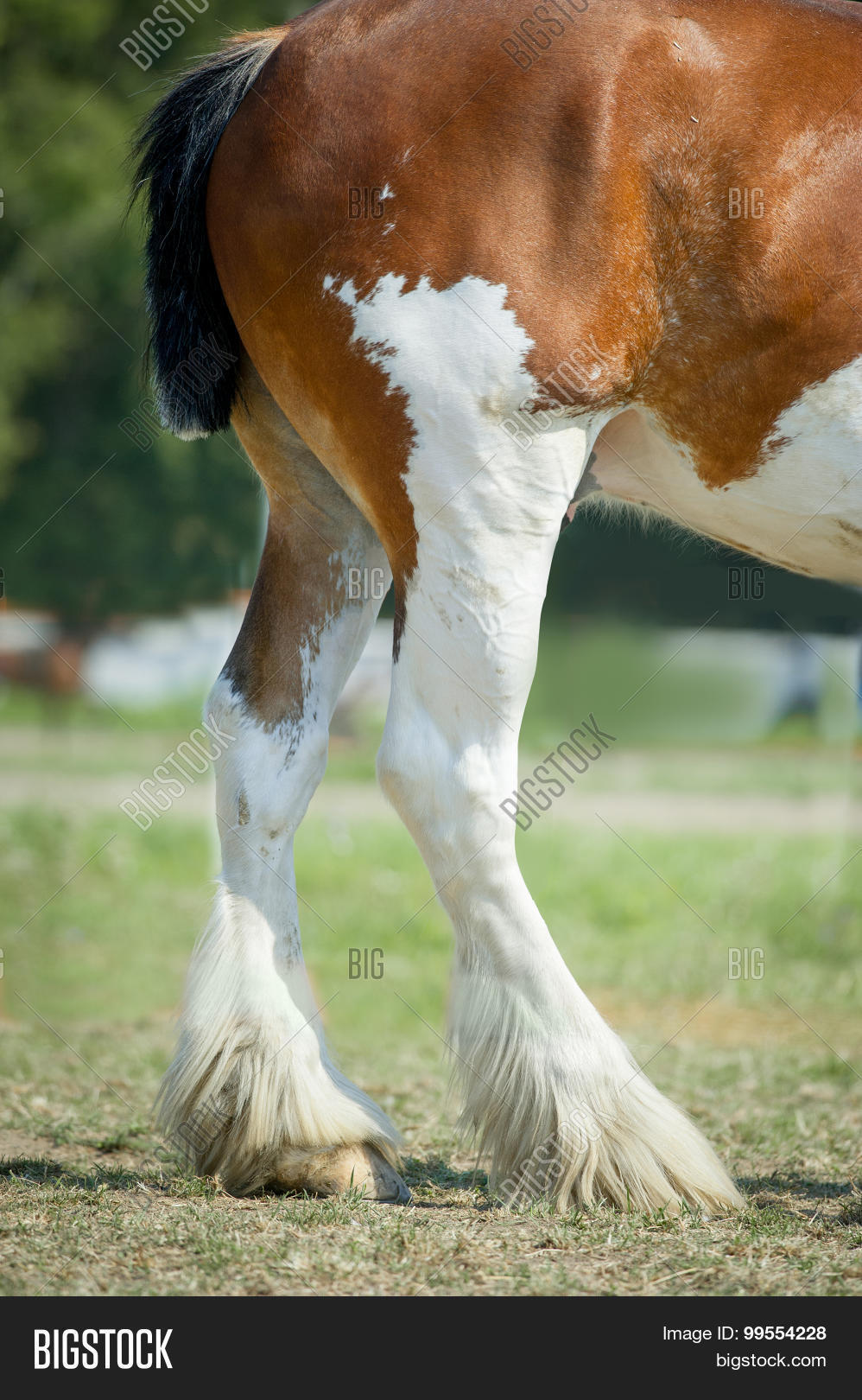 Legs Clydesdale Horse Image & Photo (Free Trial) Bigstock