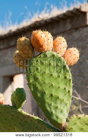 Cactus Plant And Prickly Pears