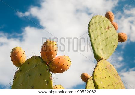 Prickly pears on cactus plant