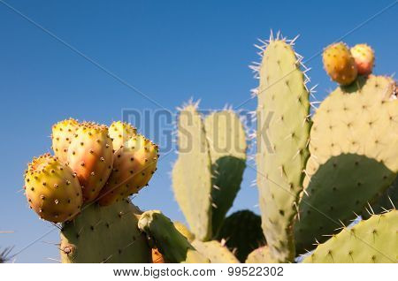 Prickly pears on cactus plant