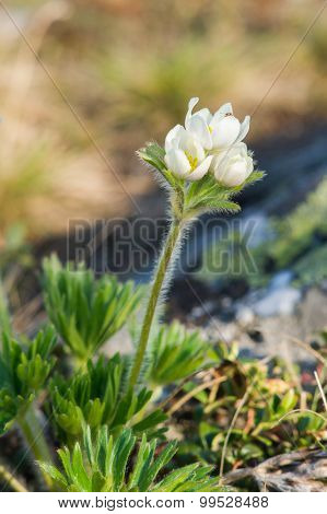 .little White Flowers On Top Of The Mountain