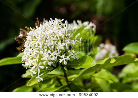 White Flowers