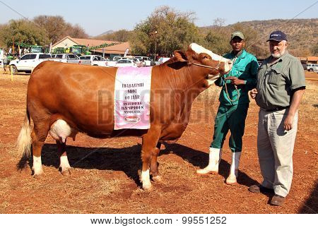 Brown With White On Head Simmentaler Champion Cow