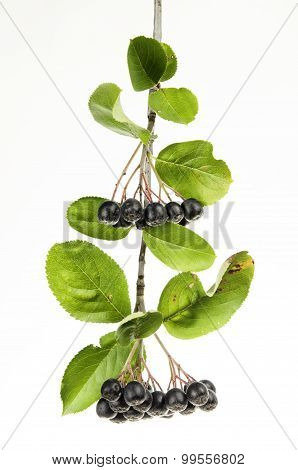 Black Choke Berries