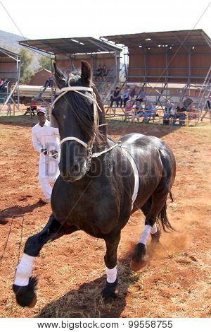 Handler Letting Lovely Black Friesian Horse Gallop.