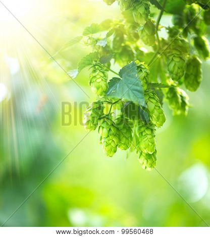 Hop plant close up growing on a Hop farm. Fresh and Ripe Hops ready for harvesting. Beer production ingredient. Brewing.