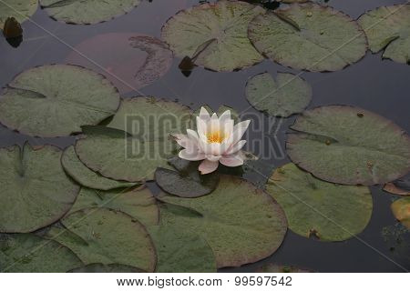 White water lily flower