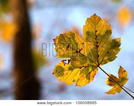Autumn Maple