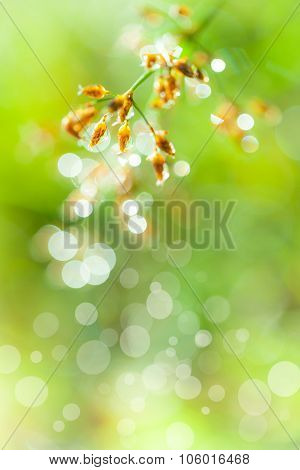 Closeup Of Beautiful Poaceae With Dew On Blurred Bokeh Background. Outdoors.