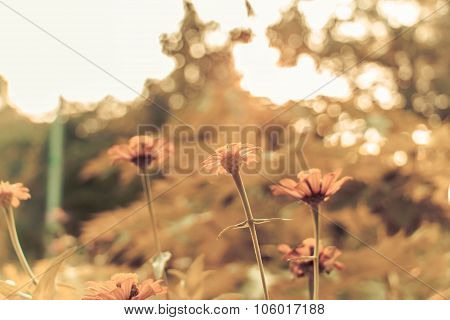 Retro Flowers Background