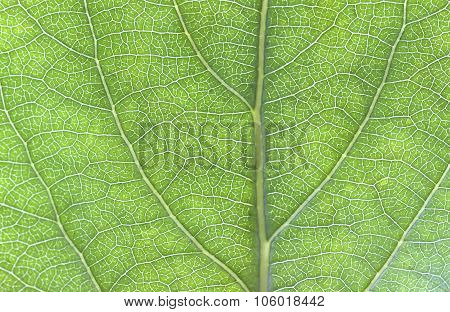 Foliage