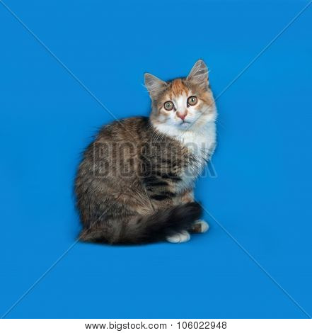 Tricolor Kitten Sittng On Blue
