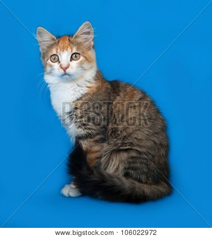 Tricolor Kitten Sittng On Blue
