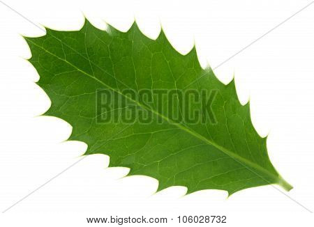 Holly Leaf