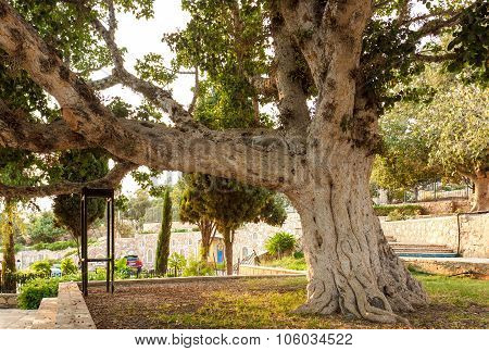 Old sycamore tree