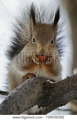 Squirrel with hazelnuts
