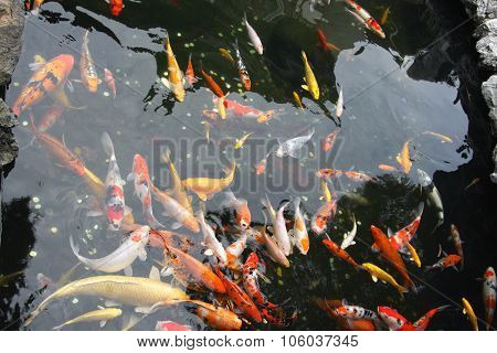 Koi carp in Shanghai pool in Shanghai