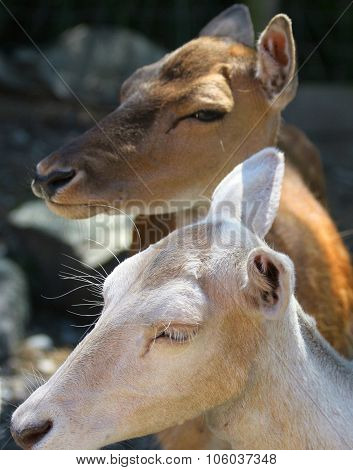 New Zealand deer