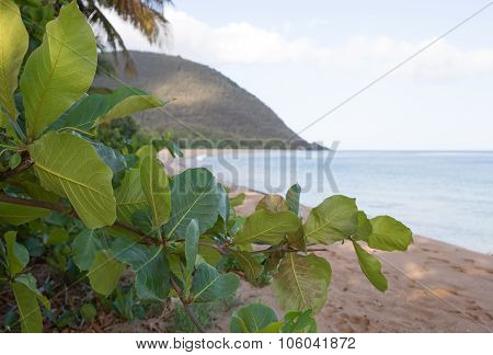 Beach of Grande Anse, Deshaies, Guadeloupe