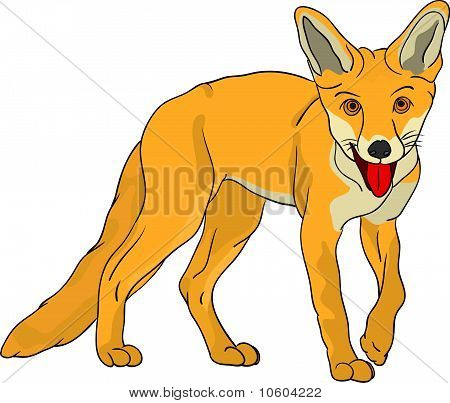 Fox