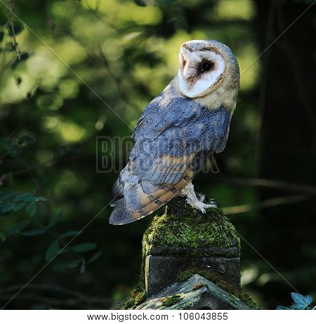 Closeup of Barn Owl Raptor with Back Lighting Czech Rep
