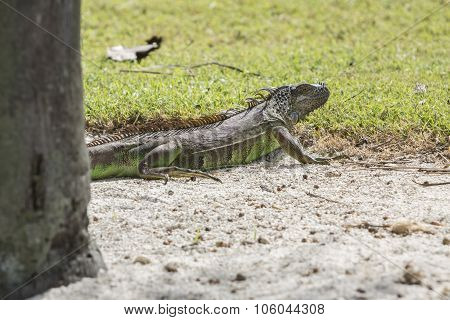 Iguana on the sand near the tree. View from the side. Florida.