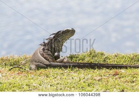 Iguana In The Meadow. View From Behind.