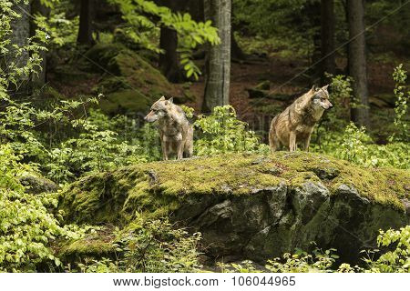 European Wolf, Europaeischer Wolf, Canis Lupus, Wolf, Czech Republic