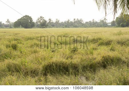 Rice Field Crop Barn Thai Argriculture Farm Concept