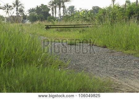 Rice Field Crop Barn Thai Argriculture Farm Concept