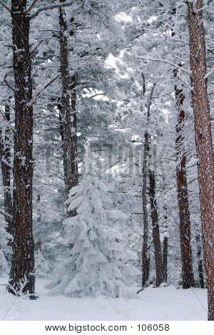 Frische Schneedecke