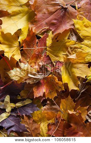 Maple leaves in sunlight.