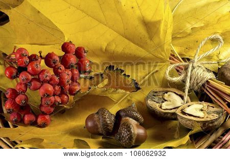Bouque autumn leaves, berries, acorn and nuts