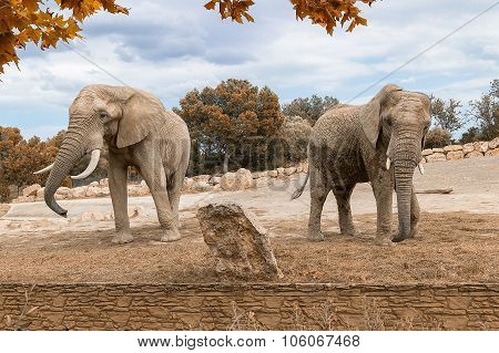 African Elephants